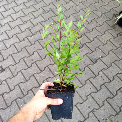 Wiąz syberyjski / Wiąz Turkiestanu P11